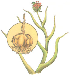Garlic (from the Anglo-Saxon gar, meaning "spear," and leac, meaning "leek") can be planted in the fall or early spring in a sunny, sheltered spot in well-drained, sandy but fertile soil.